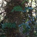 Campsidium valdivianum Hábito