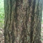 Castanopsis indica বাকল