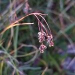Luzula alpinopilosa Fruto