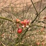 Capparis decidua Fruit