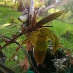 Phragmipedium longifolium Кветка