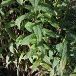 Solidago rugosa Hoja