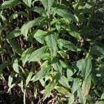 Solidago rugosa List