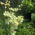 Filipendula vulgaris പുഷ്പം