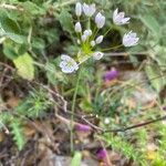 Allium subhirsutum Hábitos