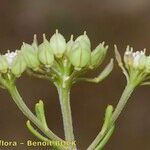 Iberis procumbens Mbuma