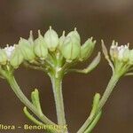 Iberis procumbens Ffrwyth