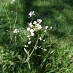 Lepidium hirtumFlower