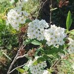 Spiraea cantoniensis Blüte