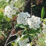 Spiraea cantoniensis 花