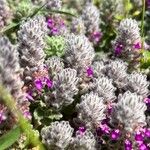 Teucrium gnaphalodes Blüte