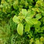 Cornus sanguineaBlad