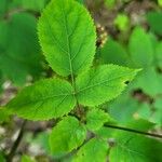 Aralia racemosa Leaf