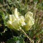 Oxytropis campestris Blodyn