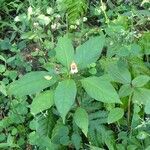 Impatiens auricoma Vekstform