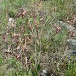Hesperis tristis Hábito