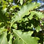 Quercus bicolor Blatt