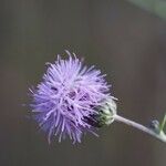 Klasea nudicaulis Virág