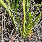 Aristea abyssinica Blad