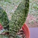 Sansevieria hyacinthoides Folio