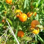 Solanum pseudocapsicum Fruit