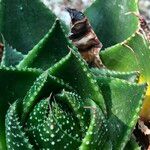 Aristaloe aristata cv. 'Cosmo' Агульны выгляд