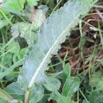 Rumex acetosa Blad