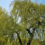Salix × pendulina পাতা