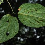 Anemopaegma oligoneuron Leaf