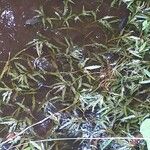 Potamogeton crispus 葉