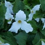 Trillium grandiflorum Кветка