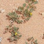 Medicago laciniata Flower