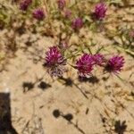 Trifolium purpureumFiore