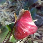 Anthurium andraeanum Flower