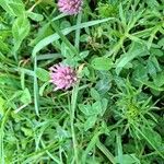 Trifolium pratenseVirág