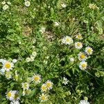 Erigeron strigosus Цвят