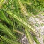 Hordeum murinum果實