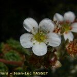 Saxifraga iratiana Flor