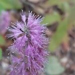 Elsholtzia stauntonii Flor