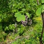 Thalictrum delavayi Ліст