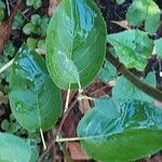 Amelanchier ovalis Blad