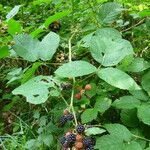Rubus condensatus ᱵᱟᱦᱟ