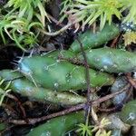 Opuntia fragilis Leaf