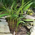 Hedychium thyrsiforme Habitus