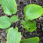 Dioscorea villosa Blad