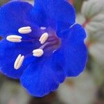 Phacelia campanularia Květ