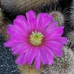 Echinocereus pentalophus Λουλούδι