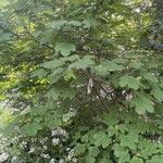 Acer pseudoplatanus Yeri