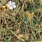 Petrorhagia saxifraga Fruit