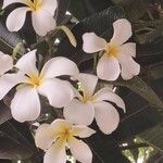 Plumeria obtusaÕis